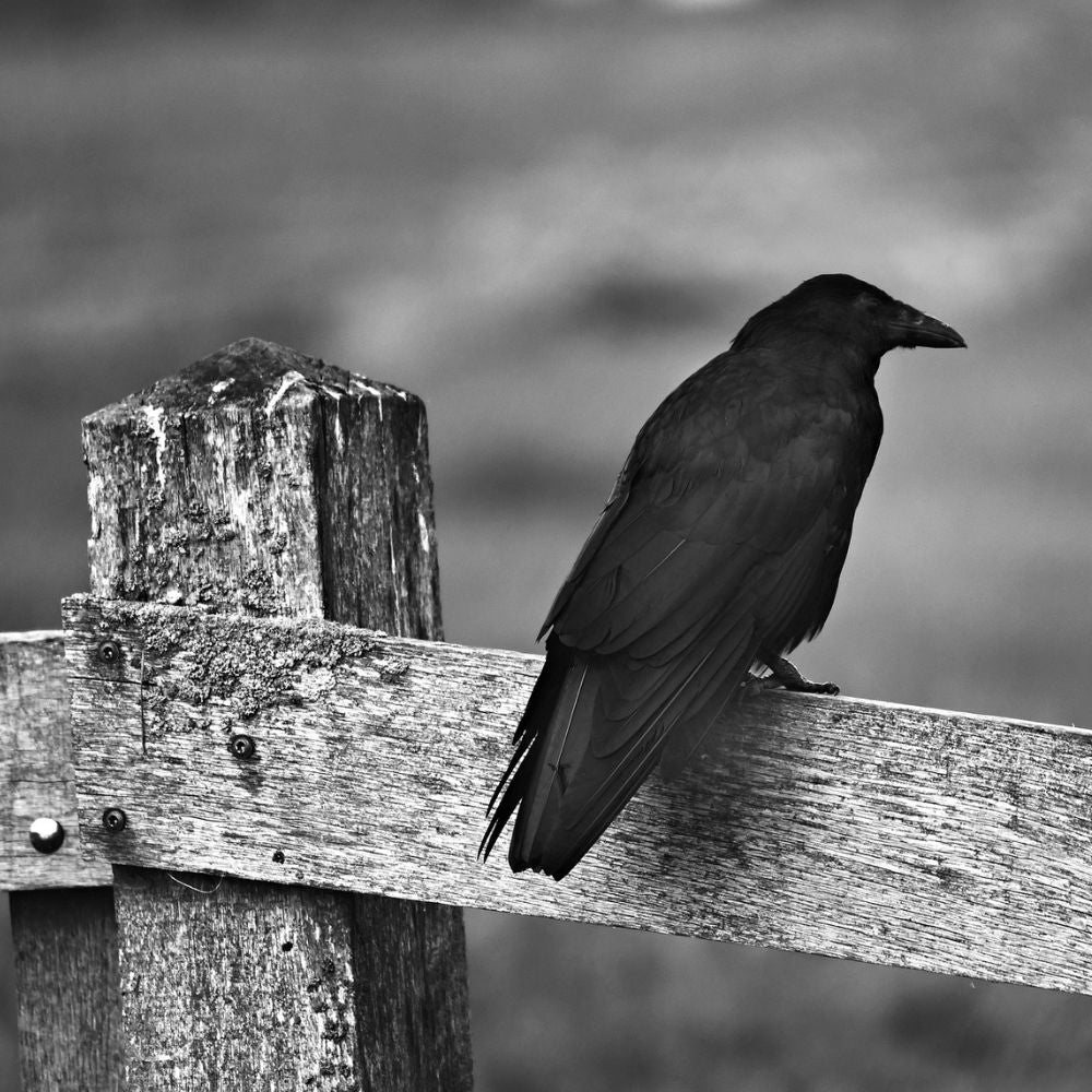 The Crows - Fanfare